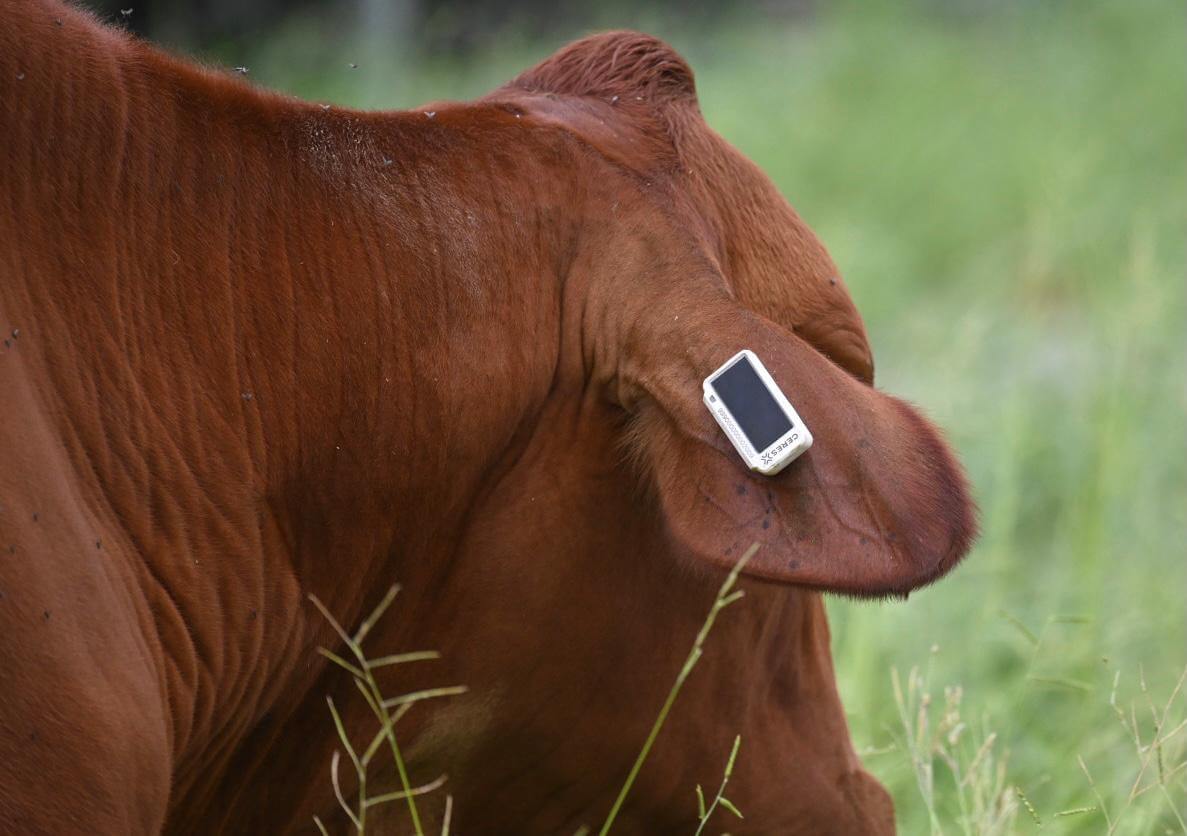 Winner small image - Ceres Tag