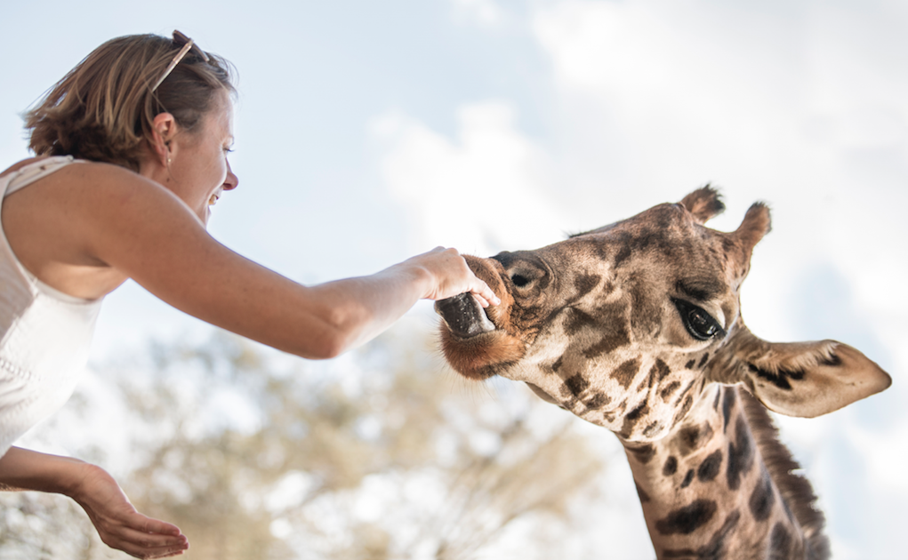 Winner small image - Karibu Kenya & Exclusive Ethiopia