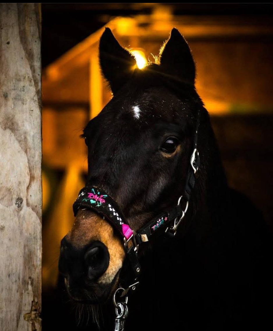 Racehorse Rescue Centre