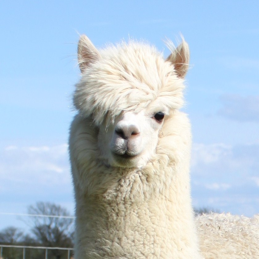 Winner small image - Bowbridge Alpacas Scotland