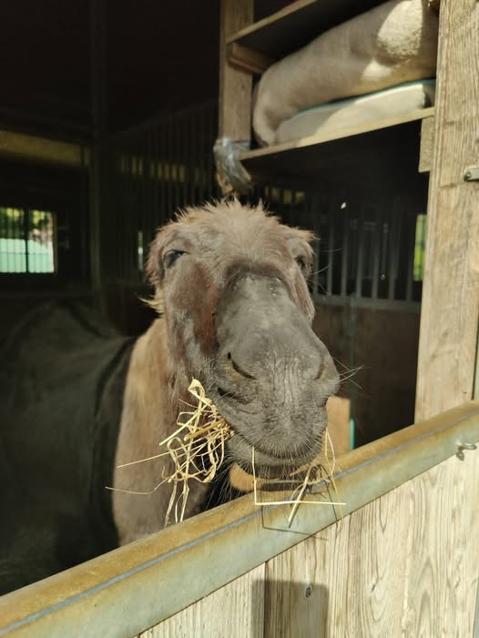 Winner small image - Corfu Donkey Rescue