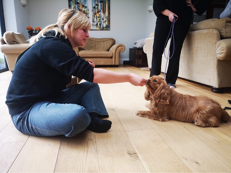 Winner small image - Fawn Dog 1-2-1 Dog Training