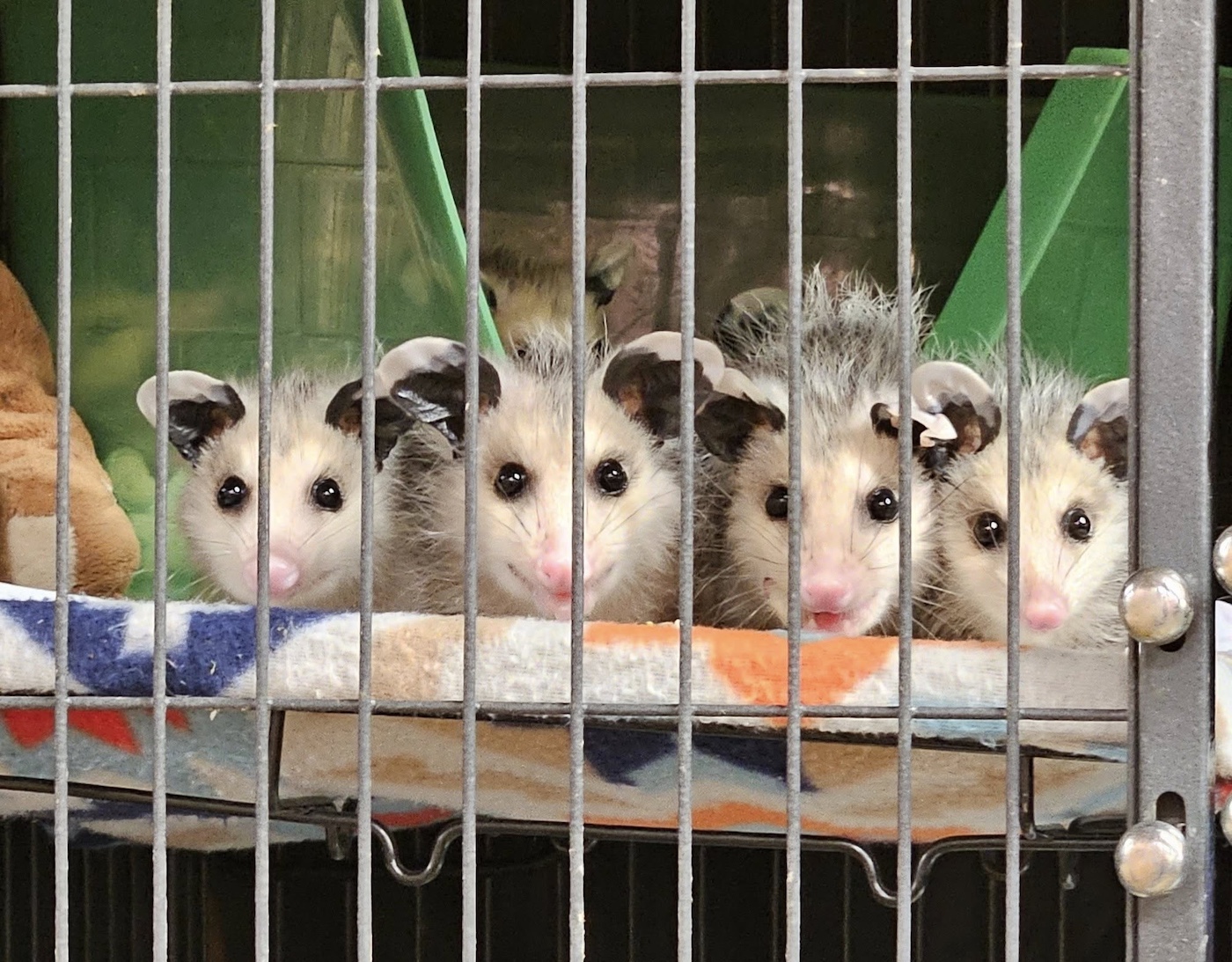 Winner small image - Ferncroft Wildlife Rescue