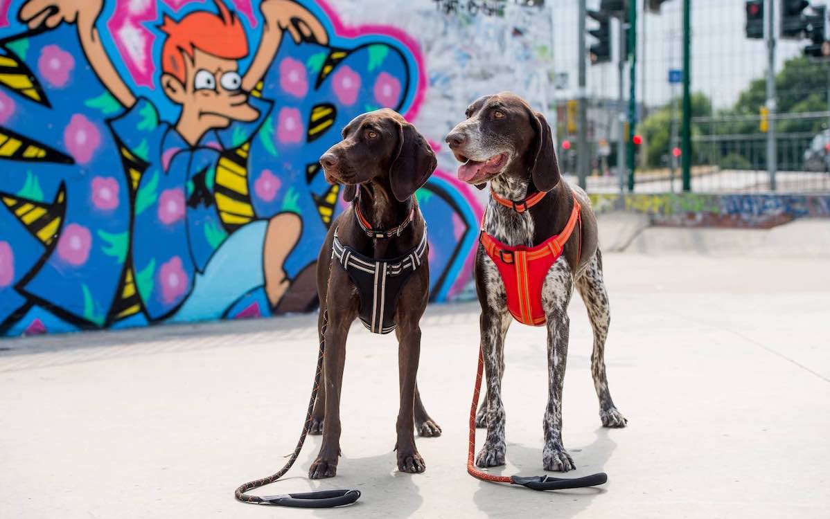 Winner Image - Long Paws